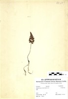 藏品(亨氏擬旱蕨)的圖片